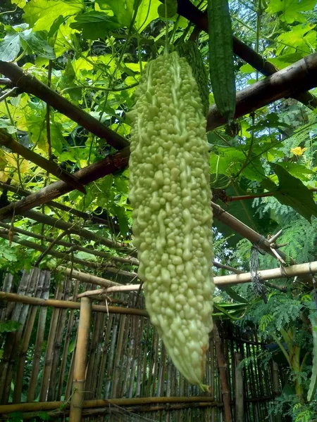 Fruto Melón Amargo Momordica Fondo Naturaleza —  Fotos de Stock