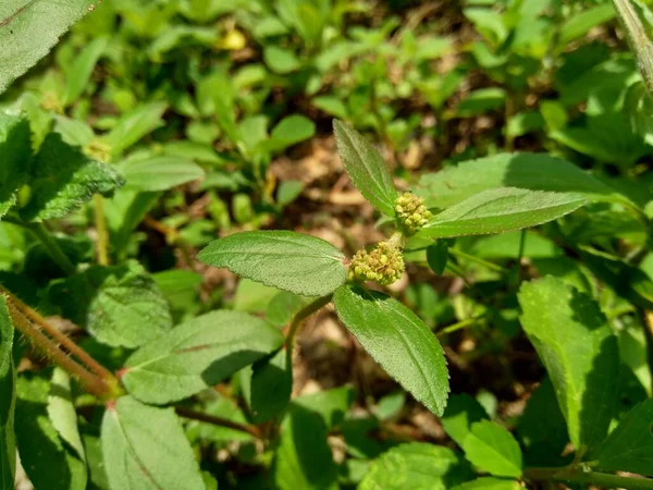 Fermer Euphorbia Hirta Euphorbe Ésule Asthme Serpent Asclépiade Montrer Touffe — Photo