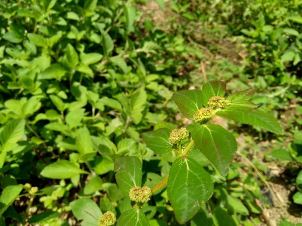 Закрыть Euphorbia Hirta Садовая Рыба Астма Змейка Молочные Сорняки Круглый — стоковое фото