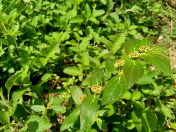 Zbliżenie Euphorbia Hirta Ogród Spurge Astma Zioło Wąż Zioło Mleko — Zdjęcie stockowe