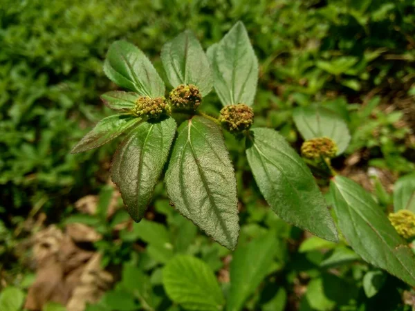 近くで何が起きているのでしょうか ユーフォルビア ヒルタ Garden Spurg Asthma Weede Snake Weed Milkweeds — ストック写真