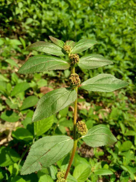 Zamknij Euphorbia Hirta Ogród Spurge Astma Zioło Snakeweed Milkweeds Pokazuje — Zdjęcie stockowe