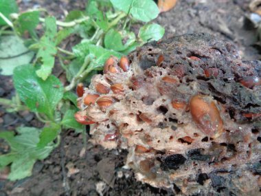 Doğanın arka planında çürük kaynak suyu (Annona muricata L.).