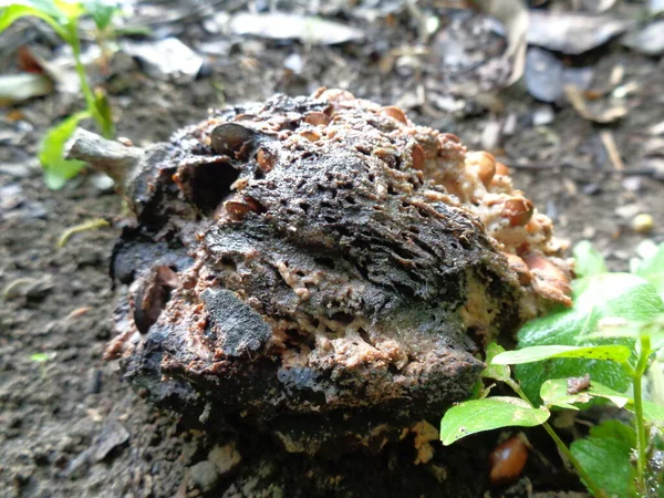 Soursop Pourri Annona Muricata Dans Fond Nature — Photo