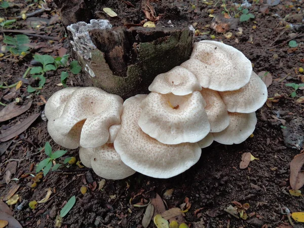 White Poisonous Mushroom Nature Background — Stock Photo, Image