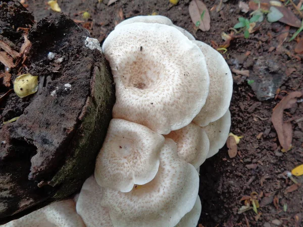 White Poisonous Mushroom Nature Background — Stock Photo, Image