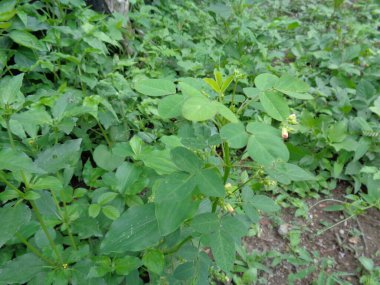 Doğa arka planına sahip çekim otlarını kapat