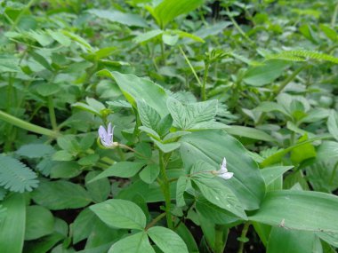 Cleome Rutidosperma 'yı (püsküllü örümcek çiçeği) doğa arka planına sahip bahçede yakın çekim yap. Cleome Rutidosperma (püsküllü örümcek çiçeği) ayrıca ot olarak da bilinir.