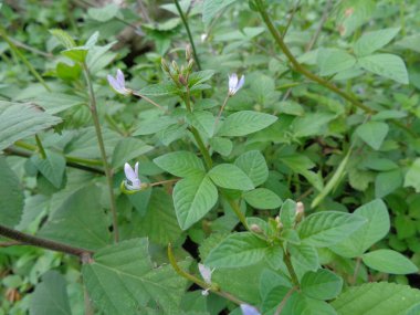 Cleome Rutidosperma 'yı (püsküllü örümcek çiçeği) doğa arka planına sahip bahçede yakın çekim yap. Cleome Rutidosperma (püsküllü örümcek çiçeği) ayrıca ot olarak da bilinir.