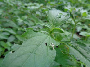 Yakın çekim sindrella nodiflora, nodeweed bitkisi çiçekleri. Bahçedeki yabani otlar doğal arka planda.