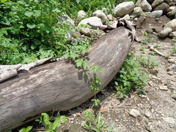 Close Wood Beam Nature Background — Stock Photo, Image