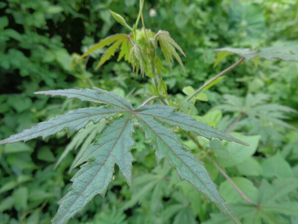 Close up shot weeds with nature background