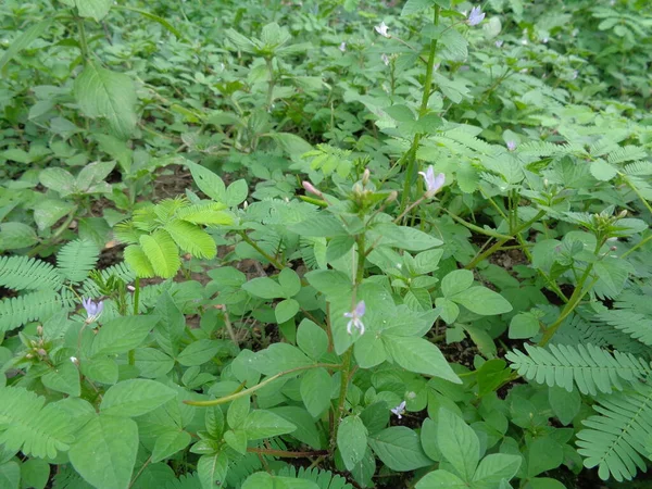 Gros Plan Cleome Rutidosperma Fleur Araignée Frangée Dans Jardin Avec — Photo