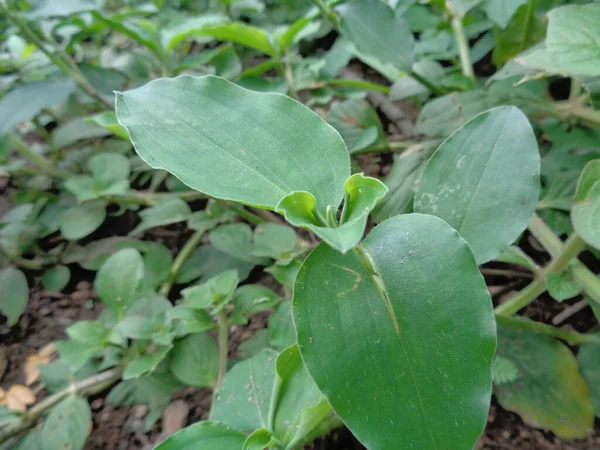 Close Tiro Ervas Daninhas Com Fundo Natureza — Fotografia de Stock