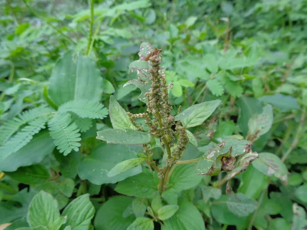 Gros Plan Mauvaises Herbes Avec Fond Nature — Photo