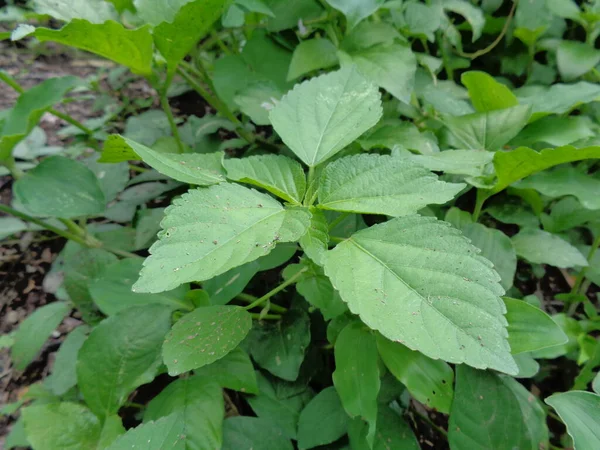 Close Shot Weeds Nature Background — Stock Photo, Image