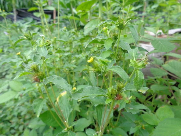 Close Shot Synedrella Nodiflora Nodeweed Flores Planta Ervas Daninhas Jardim — Fotografia de Stock