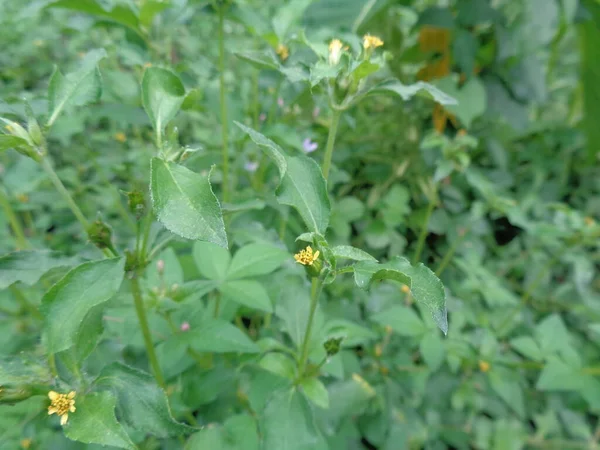 Κοντινό Πλάνο Synedrella Nodiflora Άνθη Φυτού Nodefweed Ζιζάνια Στον Κήπο — Φωτογραφία Αρχείου