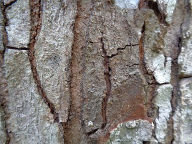 Ahşap doğal doku arka planını kapat. Arkaplan ürünü için metin, tırnak ya da iş tasarımı için eski ahşap dokusu.