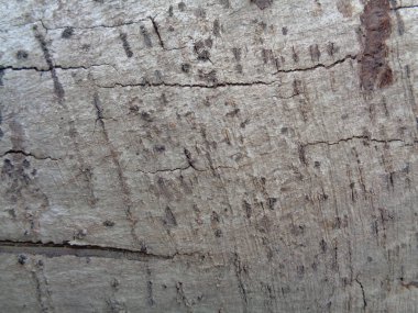 Ahşap doğal doku arka planını kapat. Arkaplan ürünü için metin, tırnak ya da iş tasarımı için eski ahşap dokusu.