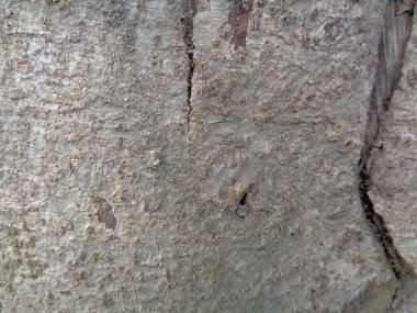 Ahşap doğal doku arka planını kapat. Arkaplan ürünü için metin, tırnak ya da iş tasarımı için eski ahşap dokusu.