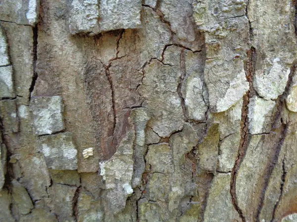 Cerrar Fondo Textura Natural Madera Textura Madera Vieja Para Añadir —  Fotos de Stock