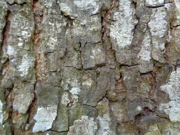 Cerrar Fondo Textura Natural Madera Textura Madera Vieja Para Añadir — Foto de Stock