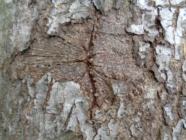 Närbild Trä Naturliga Konsistens Bakgrund Gammal Trästruktur För Att Lägga — Stockfoto