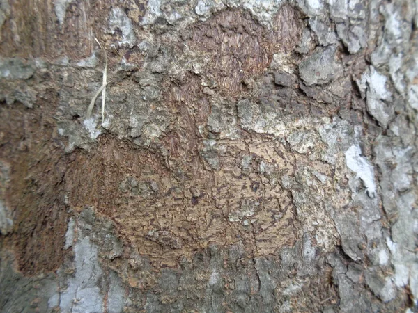 Close Fundo Textura Natural Madeira Textura Madeira Antiga Para Adicionar — Fotografia de Stock