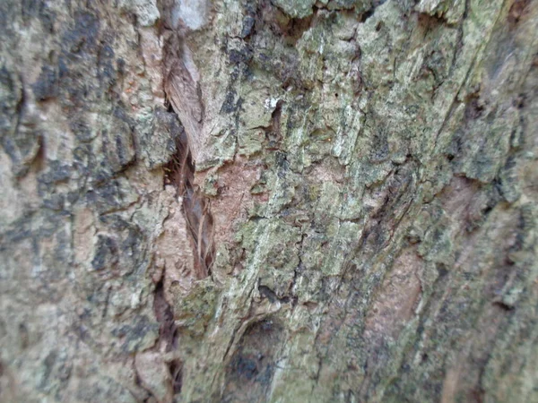 Närbild Trä Naturliga Konsistens Bakgrund Gammal Trästruktur För Att Lägga — Stockfoto