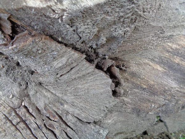 Close Sfondo Texture Naturale Legno Struttura Legno Vecchio Aggiungere Testo — Foto Stock