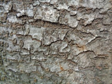 Ahşap doğal doku arka planını kapat. Arkaplan ürünü için metin, tırnak ya da iş tasarımı için eski ahşap dokusu.