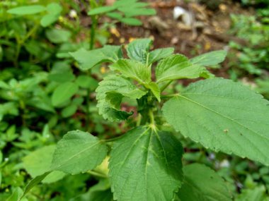 Bahçede yeşil çiçekli Hint bakır yaprağı ya da Acalypha Indica L. Boehmeria zollingeriana 'ya kedi yüzü de denir..