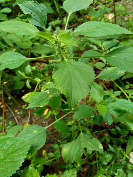 Indický Měďnatý List Nebo Acalypha Indica Zahradě Zelenými Květy Boehmeria — Stock fotografie