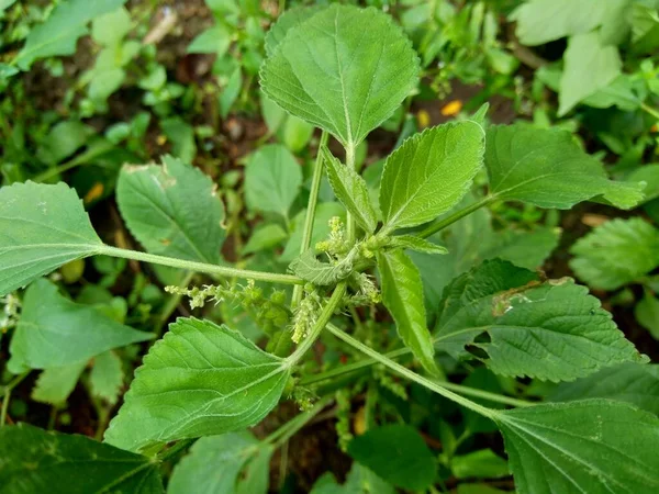 Folha Cobre Indiana Acalypha Indica Jardim Com Flores Verdes Boehmeria — Fotografia de Stock