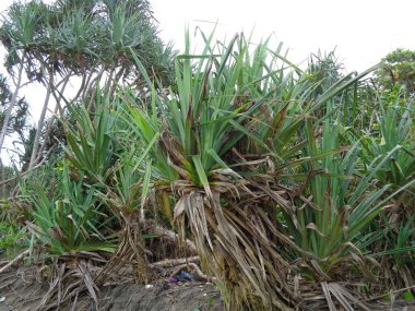 Kokulu Screwpine ağacı (Pandanus fascicularis, Pandanus odorifer, Pandanus tectorius) doğada bulunur. Endonezya 'da hoş kokulu bitki.