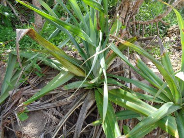 Kokulu Screwpine ağacı (Pandanus fascicularis, Pandanus odorifer, Pandanus tectorius) doğada bulunur. Endonezya 'da hoş kokulu bitki.