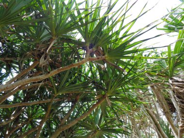 Kokulu Screwpine ağacı (Pandanus fascicularis, Pandanus odorifer, Pandanus tectorius) doğada bulunur. Endonezya 'da hoş kokulu bitki.