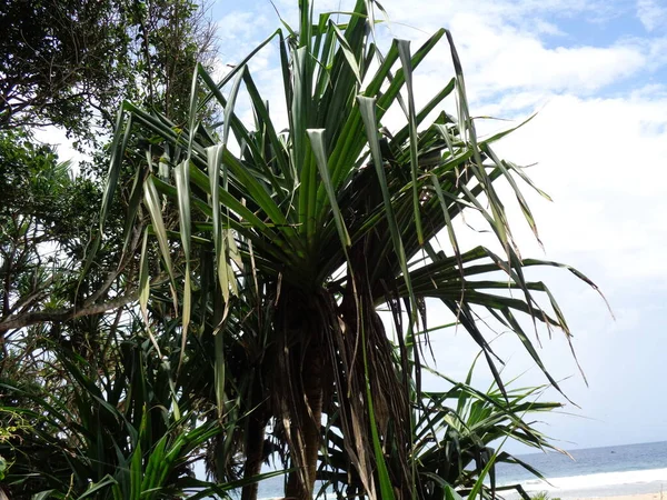 香りのよいスクリューピンの木 Pandanus Faspicicularis Pandanus Odorifer Pandanus Tecterius は自然を背景にしています インドネシアの香り高い植物 — ストック写真