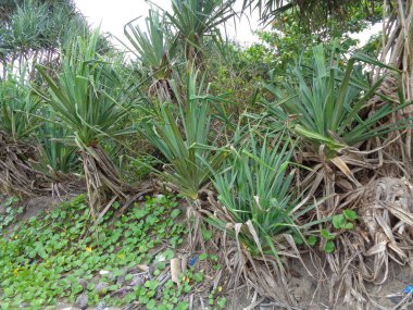 Kokulu Screwpine ağacı (Pandanus fascicularis, Pandanus odorifer, Pandanus tectorius) doğada bulunur. Endonezya 'da hoş kokulu bitki.