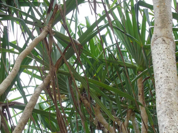 Geurige Schroefdenboom Pandanus Fascicularis Pandanus Odorifer Pandanus Tectorius Met Een — Stockfoto