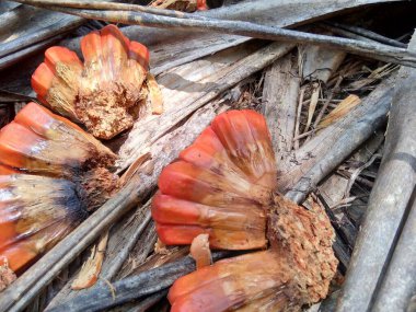 Kokulu Screwpine meyvesi (Pandanus fascicularis, Pandanus odorifer, Pandanus tectorius) doğada bulunur. Endonezya 'da hoş kokulu bitki.