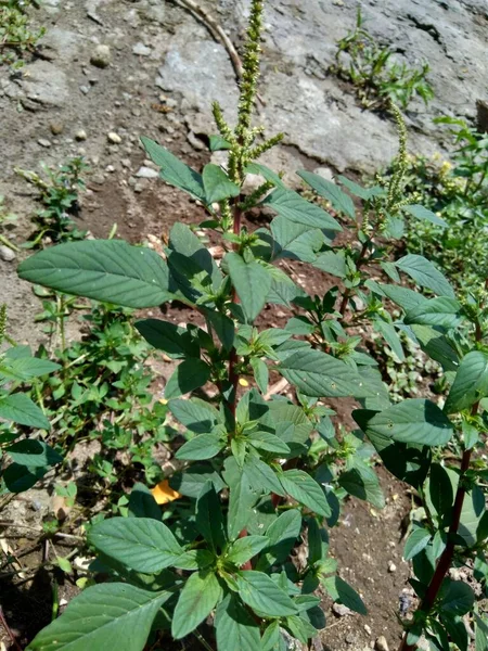 Amarante Épineuse Amaranthus Spinosus Avec Fond Naturel — Photo