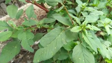 Thorny Amaranthus (Amaranthus spinosus) doğal arka plana sahiptir