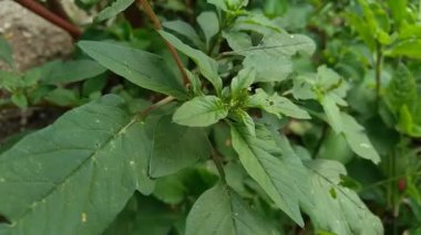 Thorny Amaranthus (Amaranthus spinosus) doğal arka plana sahiptir