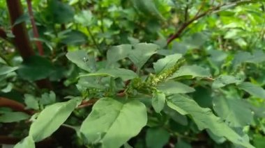 Thorny Amaranthus (Amaranthus spinosus) doğal arka plana sahiptir
