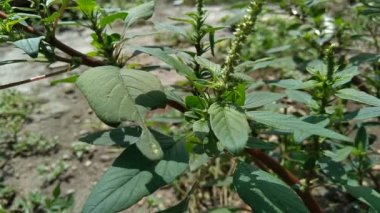 Thorny Amaranthus (Amaranthus spinosus) doğal arka plana sahiptir