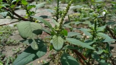 Thorny Amaranthus (Amaranthus spinosus) doğal arka plana sahiptir