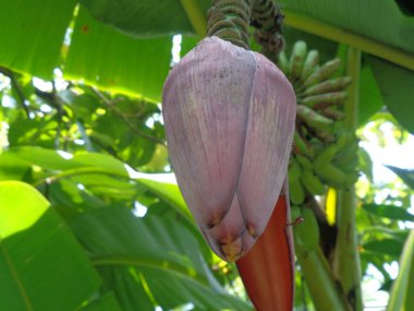 Doğal geçmişi olan muzlu bir kalp. Vejetaryen için pişirilebilir. Endonezyalılar genellikle çorba veya botok olarak pişirirler (Endonezya geleneksel gıdası)).