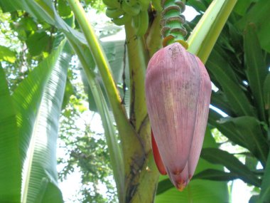 Doğal geçmişi olan muzlu bir kalp. Vejetaryen için pişirilebilir. Endonezyalılar genellikle çorba veya botok olarak pişirirler (Endonezya geleneksel gıdası)).